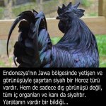 Ayam Cemani_ Her Şeyi Siyah Olan Tavuk _ Horoz.jpeg